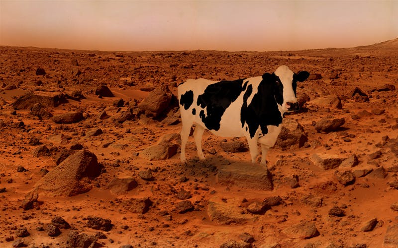 Are there cows on Mars?